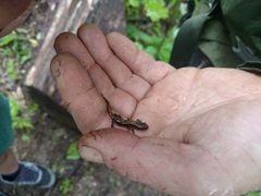 Plethodontinae