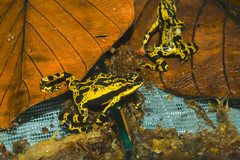 Atelopus
