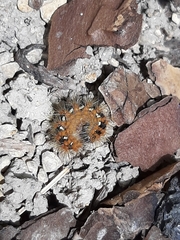 Euplagia quadripunctaria