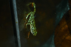 Atelopus coynei