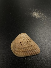 Noetia