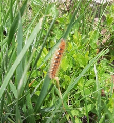 Euplagia quadripunctaria