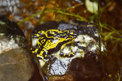 Atelopus