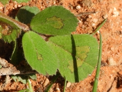 Medicago arabica