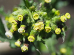 Erechtites hieraciifolius cacaloides