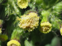 Erechtites hieraciifolius cacaloides