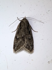 Semioscopis aurorella
