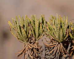 Pleocarphus revolutus