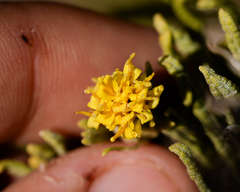 Pleocarphus revolutus