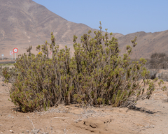 Pleocarphus revolutus