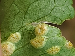 Puccinia violae