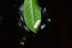 Cyana interrogationis