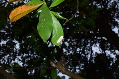 Cyana interrogationis