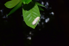 Cyana interrogationis