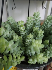 Sedum burrito