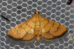 Orphanostigma haemorrhoidalis