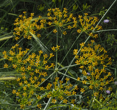 Heptaptera anisoptera