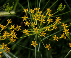 Heptaptera anisoptera