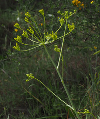 Heptaptera anisoptera