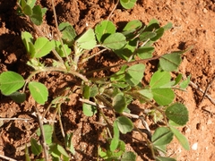 Medicago arabica