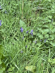 Hyacinthoides