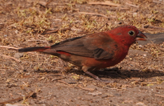 Lagonosticta senegala