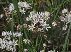 Allium trifoliatum