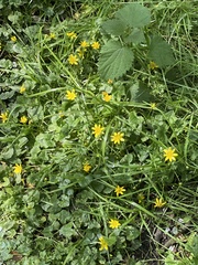 Ficaria verna