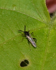 Serromyia