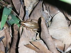 Blattella sauteri