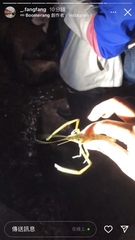 Macrobrachium asperulum