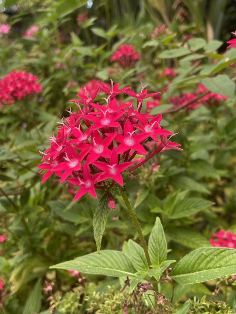 Knoxieae