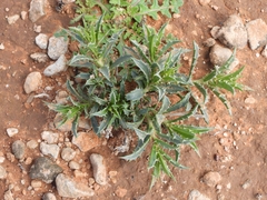 Atractylis cancellata