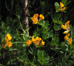 Lotus longisiliquosus