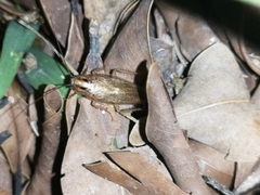 Blattella sauteri