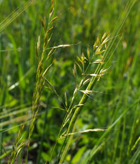 Arrhenatherum palaestinum