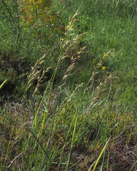 Arrhenatherum palaestinum