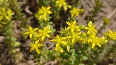 Sedum sasakii