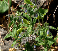 Podonosma orientalis