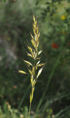 Arrhenatherum palaestinum