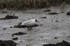 Chroicocephalus ridibundus
