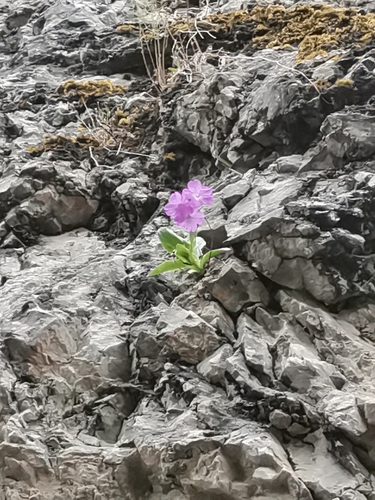 Image of Carniolan Primrose (Primula carniolica) by (c) Ljaž, some rights reserved (CC BY)