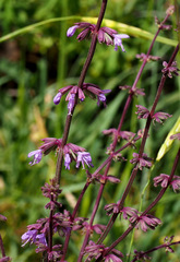 Salvia judaica