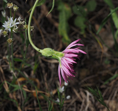 Pseudopodospermum papposum