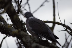 Columba palumbus