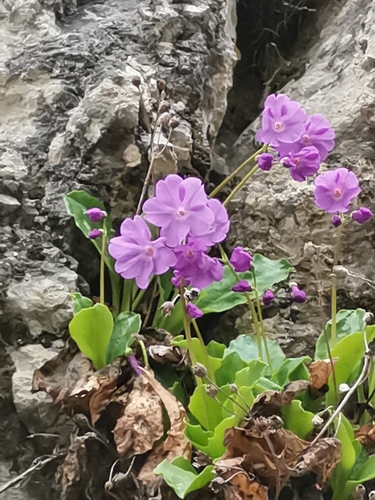 Image of Primula carniolica by (c) Ljaž, some rights reserved (CC BY)