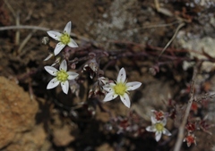 Dudleya blochmaniae blochmaniae