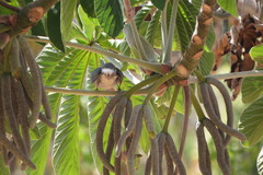 Cecropia pachystachya