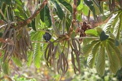 Cecropia pachystachya