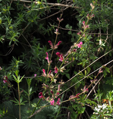 Salvia hierosolymitana hierosolymitana
